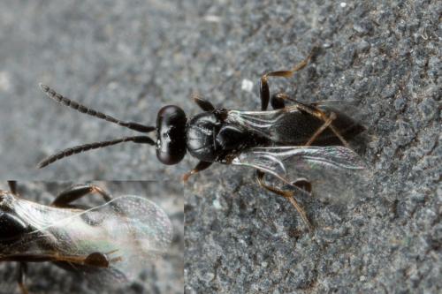 Réf. 243 740 : Megaspilinae inconnu